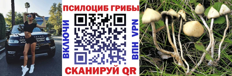 Галлюциногенные грибы Cubensis Макушино